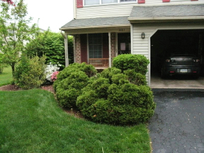 Landscape Bed Re-planting - Bethlehem, PA