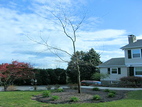 Large Tree Planting/Natural Stone Wall Install - Northampton, PA