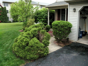 Landscape Bed Re-planting