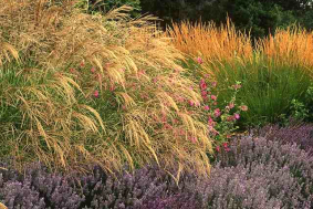 Native and Ornamental Plantings